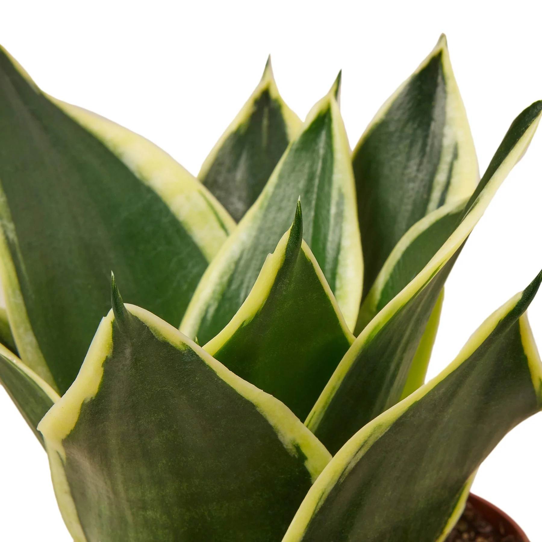 洋書 the splendid sansevieria 6